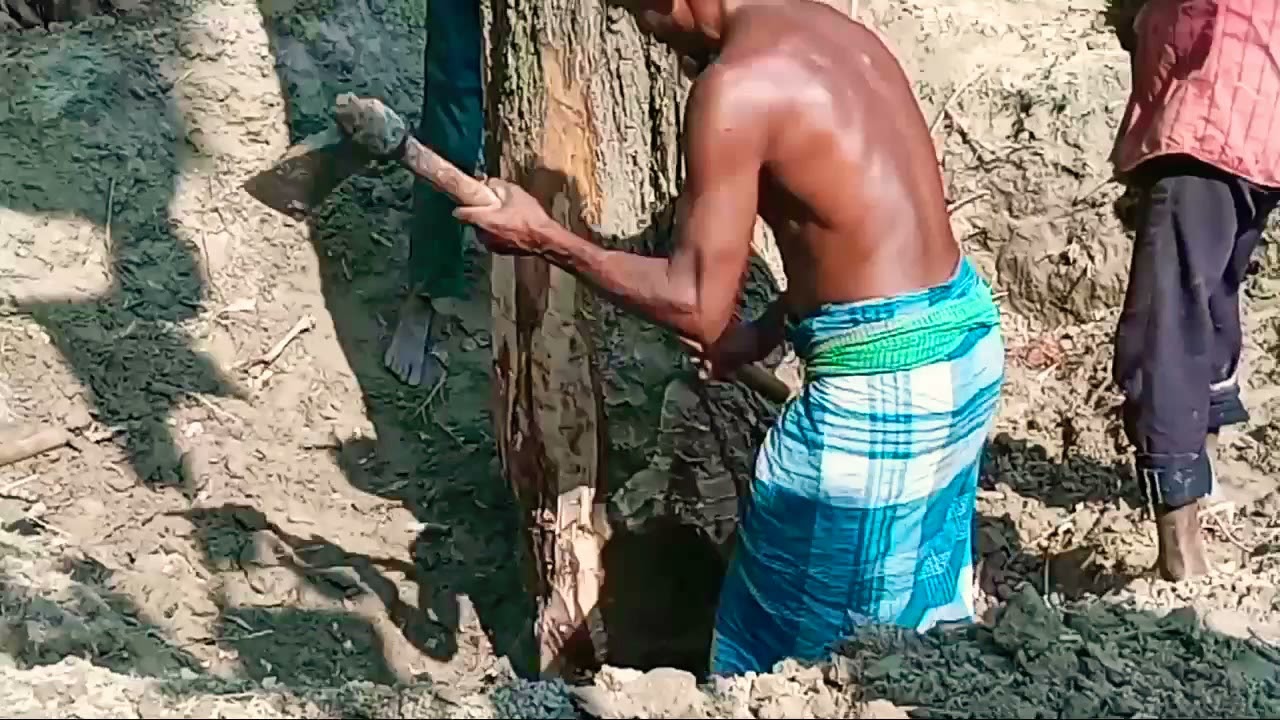 কুড়াল দিয়ে সহজে বড় গাছ কাটার সহজ পদ্ধতি। যে ভাবে বড় গাছ সহজে কাটা যায় দেখানো হলো।