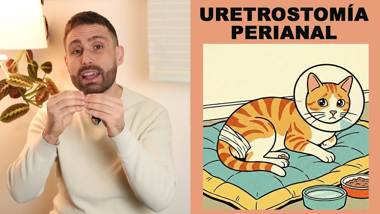 ¿Por qué a mi gato le realizaron una uretrostomía perianal?