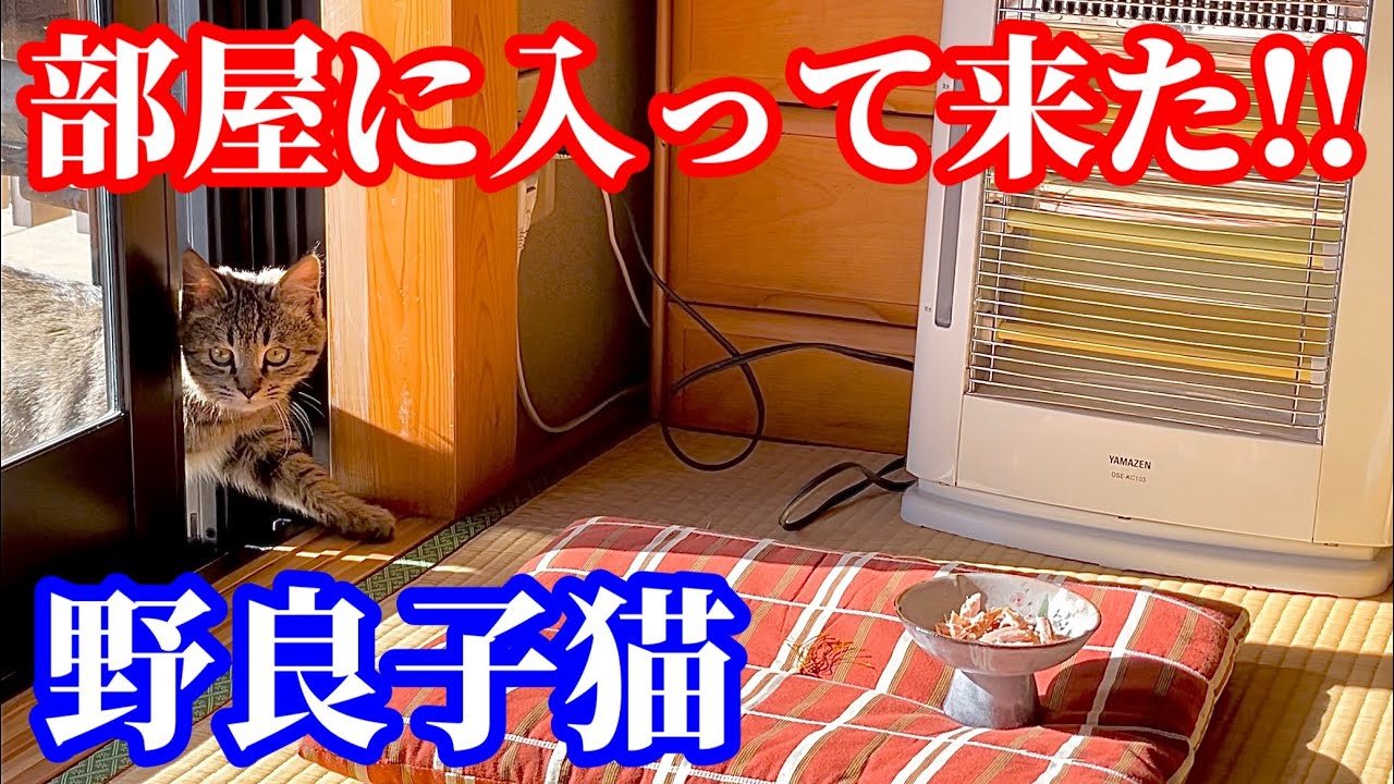 ストーブと座布団とおやつを用意して野良子猫を招き入れた