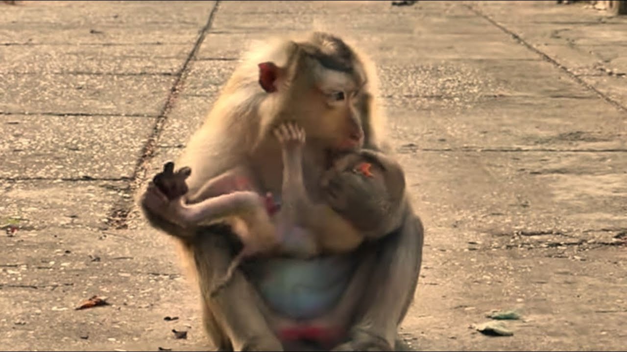 Oh, Mother monkey Rozy cannont control her anger biting spoiled baby Rockstar annoying her relaxing.