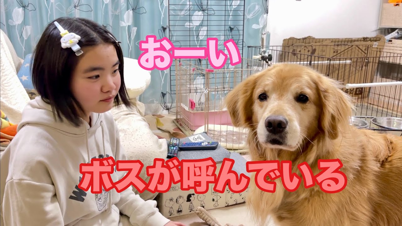 姉と遊んでいるのに、ボスばかり気になる大型犬クッキー【ゴールデンレトリバーとミニチュアダックスフンド】