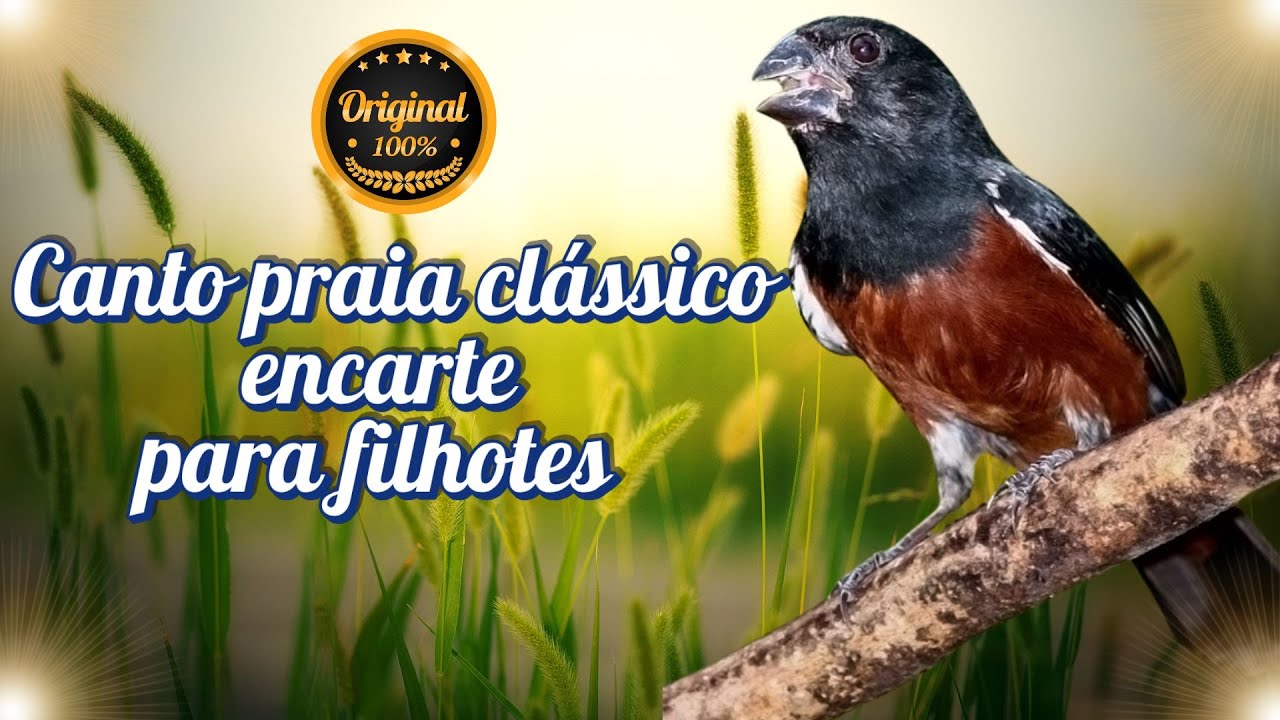 Notas do canto curió praia clássico com repetição!