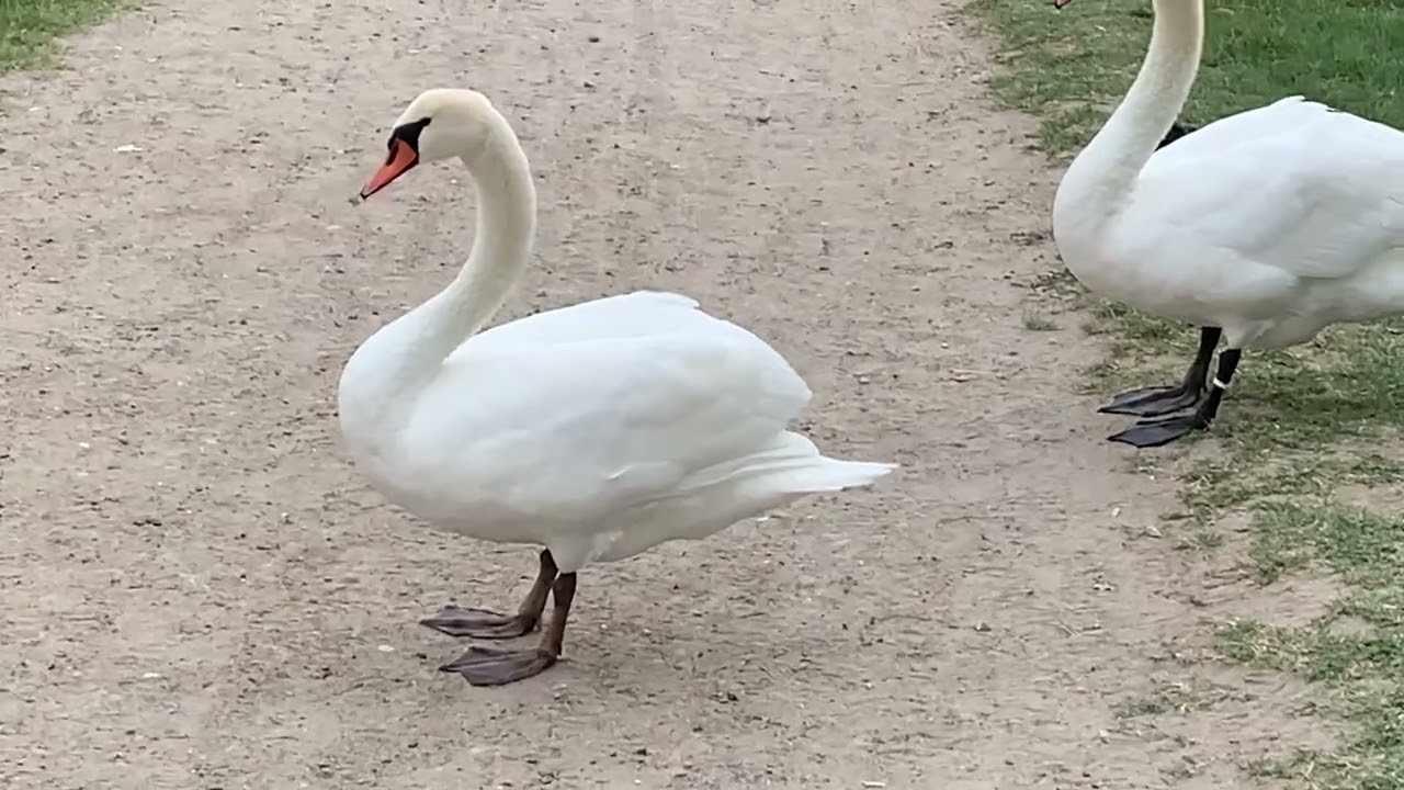 Coppia di cigni che soffiano per allontanare cane 🐕 🦢