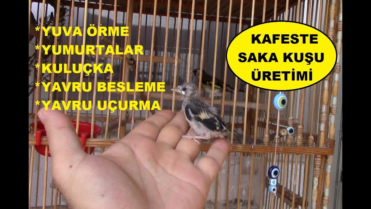 KAFESTE SAKA ÜRETİMİ | 2018 Saka x Saka Üretimim | İlk Aldığımız Yavrular