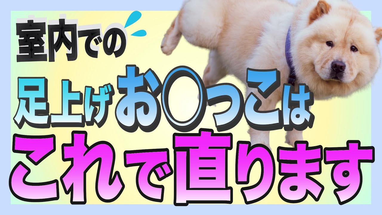 室内での足上げおしっこを止める方法