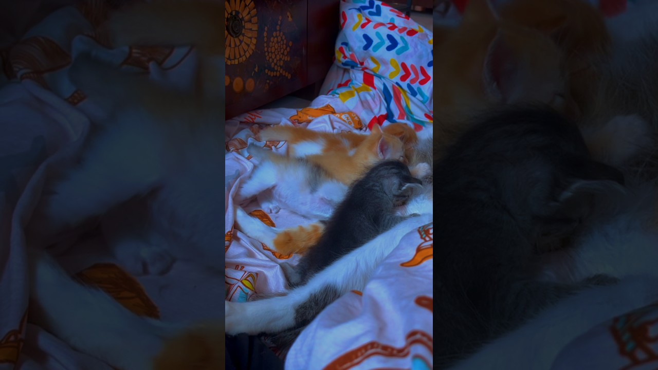Nothing Is More Relaxing Than This Sweet Mother Cat Nursing Her Kittens
