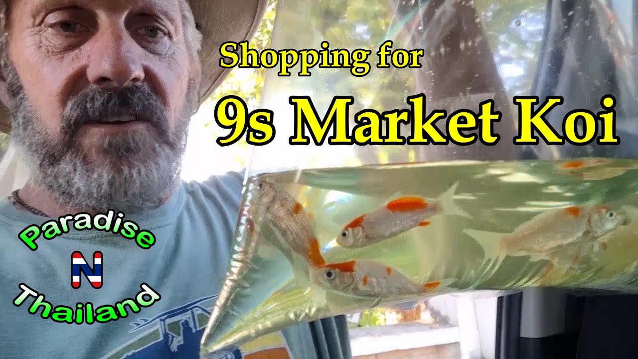 9s Market Koi