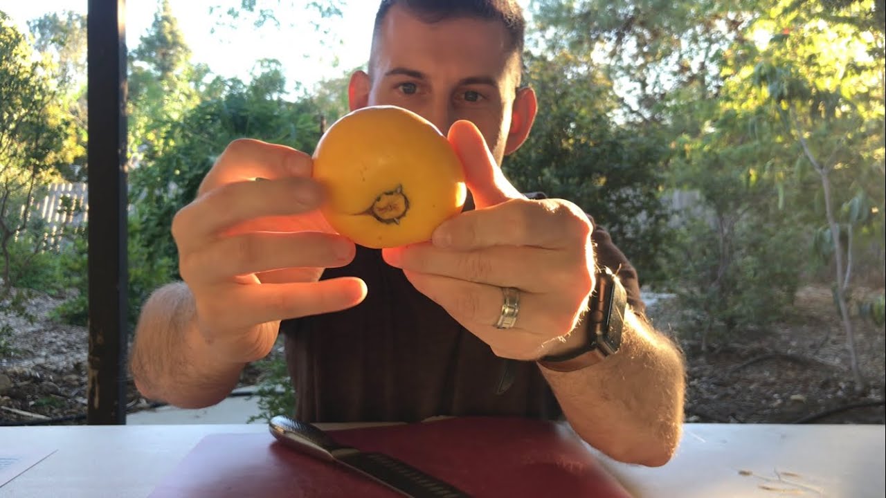 SOUR Delicious Brazilian Tropical Amazon Fruit - Eugenia stipitata / Araza in Southern CA 10b