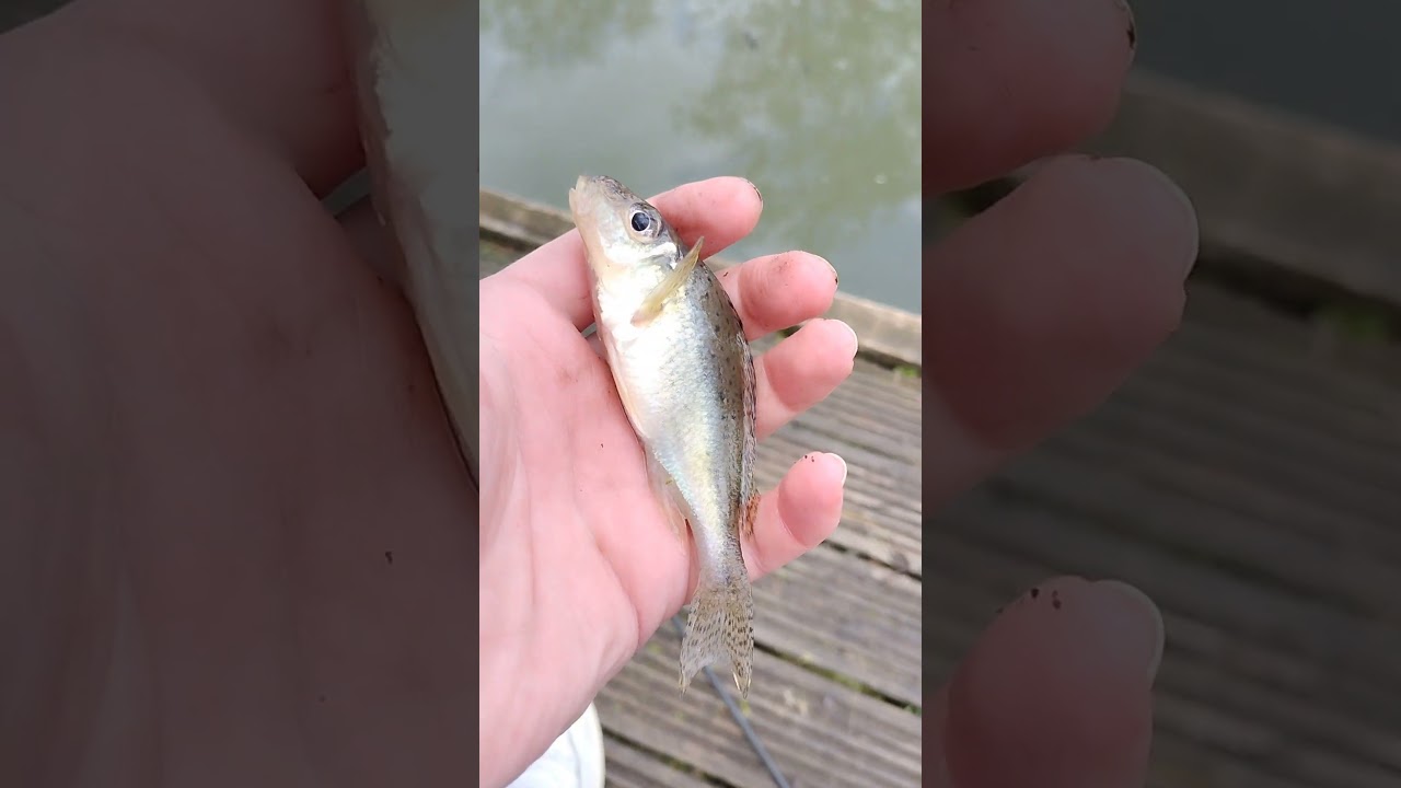 Springtime Tommy Ruffe Release! #fishing