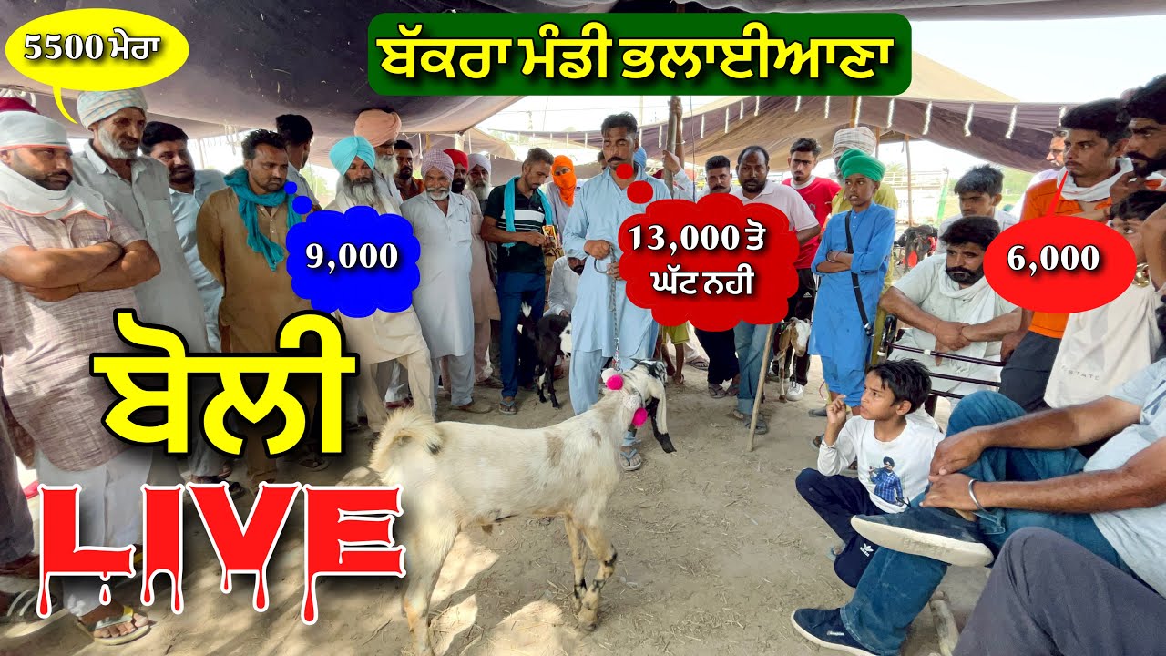 ਭਲਾਈਆਣਾ ਬੱਕਰਾ ਮੰਡੀ ਬੋਲੀ ਲਾਈਵ-1 Bhalaiana bakra mandi boli live part-1 #bolilive #bhalaiana
