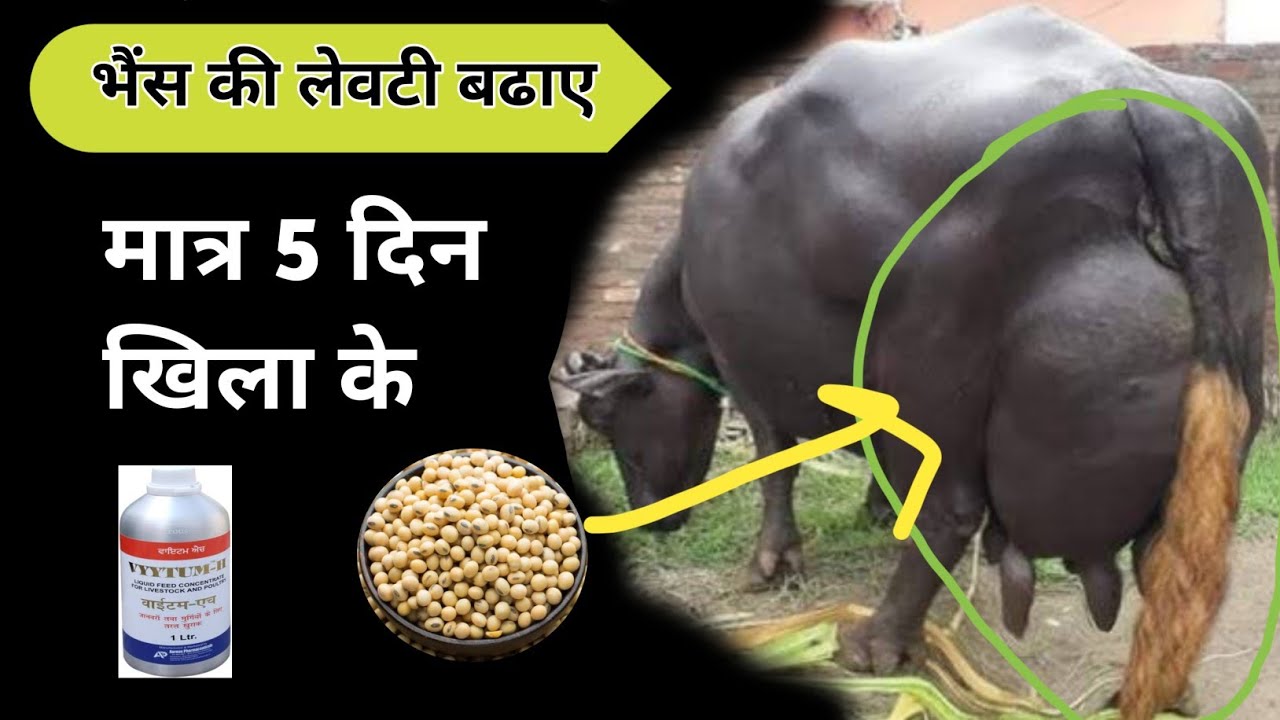 मात्र 5 दिन खिलाए गाय भैंस की अडर लेवटी डबल 👍कर लो | bhains ka udder kaise badhaye