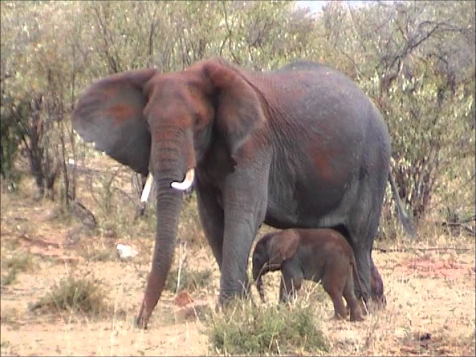 Newborn Baby Elephant