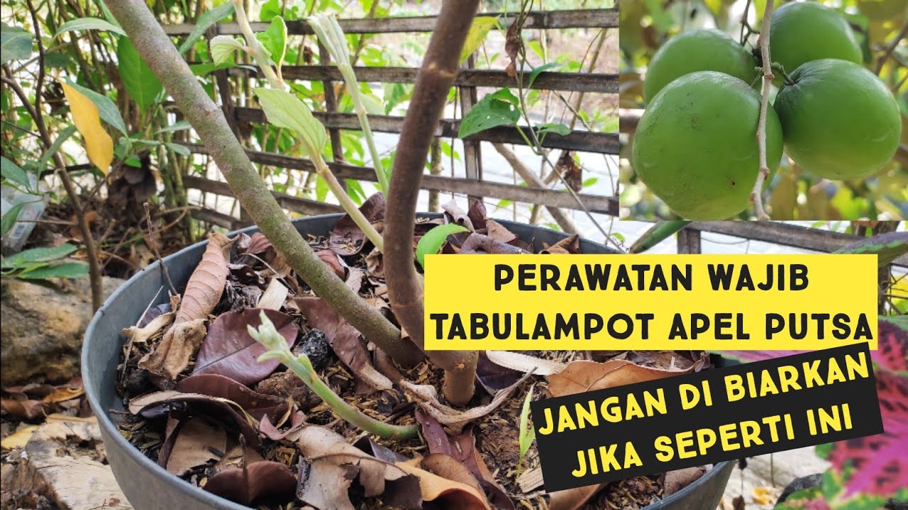 perawatan apel putsa tabulampot agar pertumbuhan maksimal