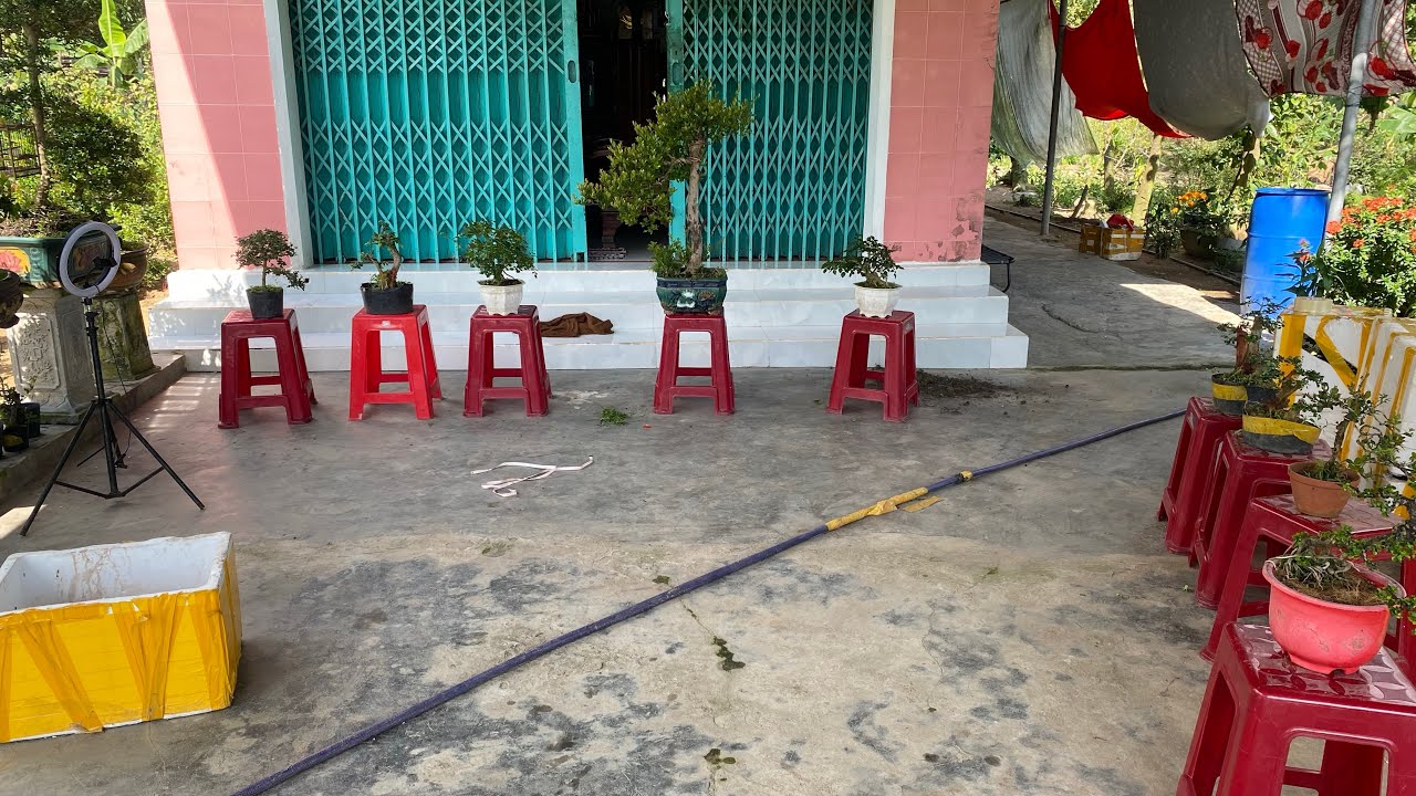 Sáng 24/2 Gl ae ít mã cây cảnh ae cần ib 0852139168  giá có báo trong video ae xem kỹ nha