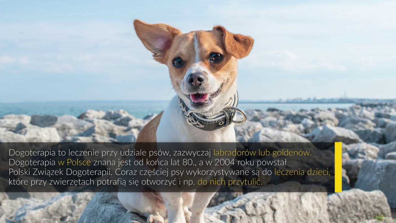 Przystanek Nauka #18 - Ogólnopolski Dzień Dogoterapii