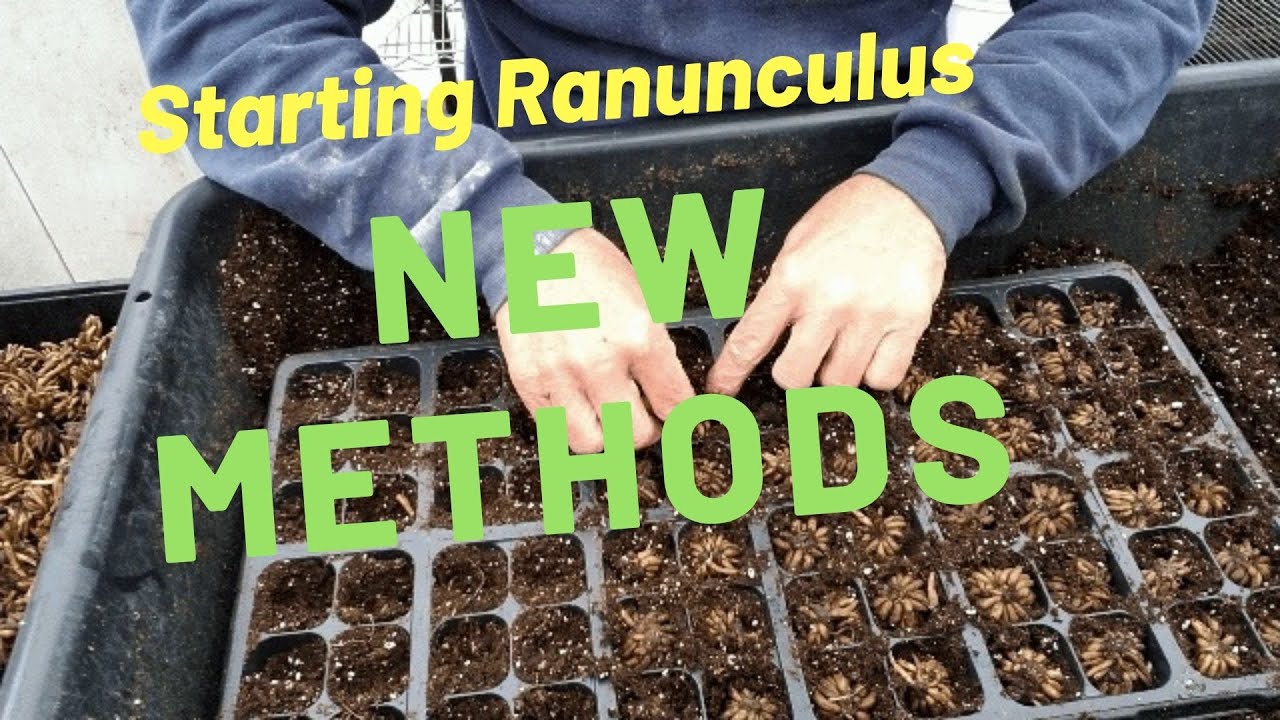 Ranunculus: A New Pre-Sprout Method!
