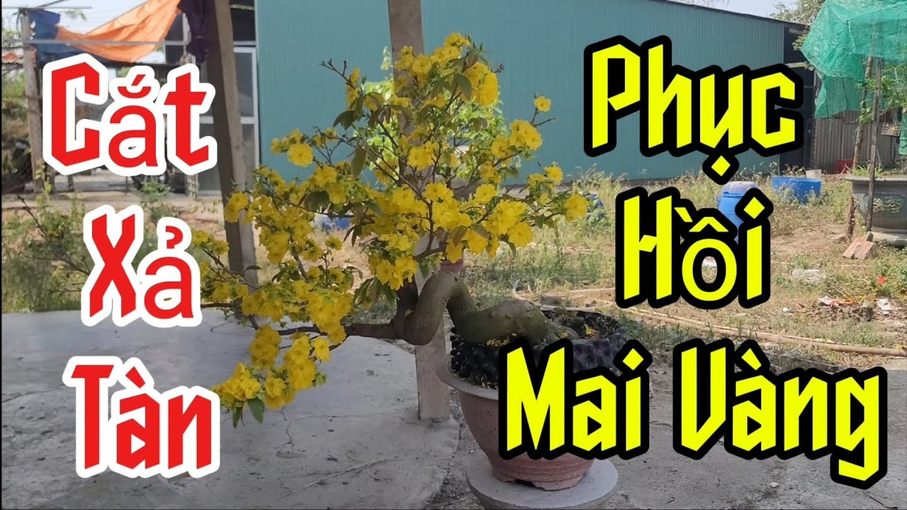 Hướng Dẫn Cắt Xả Tàn Mai Vàng Sau Tết Đạt Hiệu Quả Cao