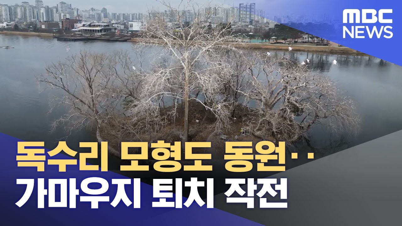 독수리 모형도 동원‥가마우지 퇴치 작전 (2024.02.19/뉴스투데이/MBC)