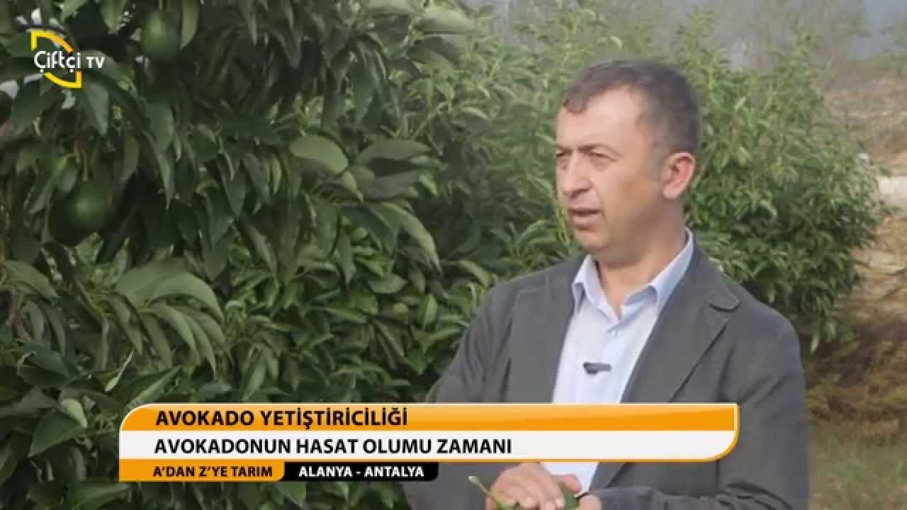 A'DAN Z'YE TARIM - AVOKADO YETİŞTİRİCİLİĞİ