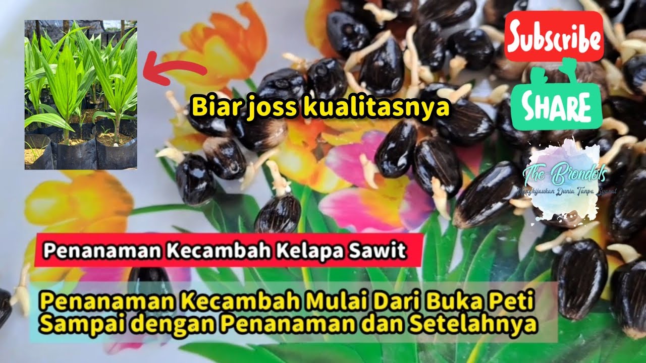 Penanaman Kecambah Mulai Dari Buka Peti Sampai dengan Penanaman dan Setelahnya