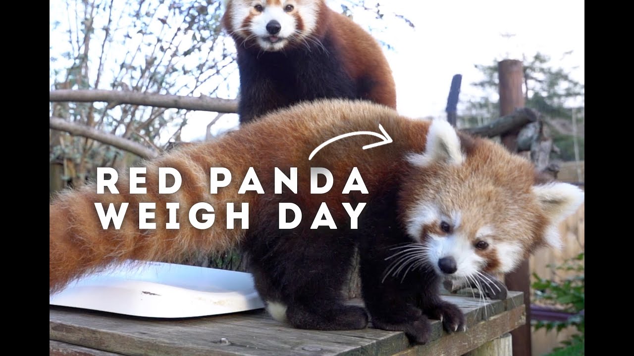 How to weigh a red panda! - Behind The Zoo Episode 1