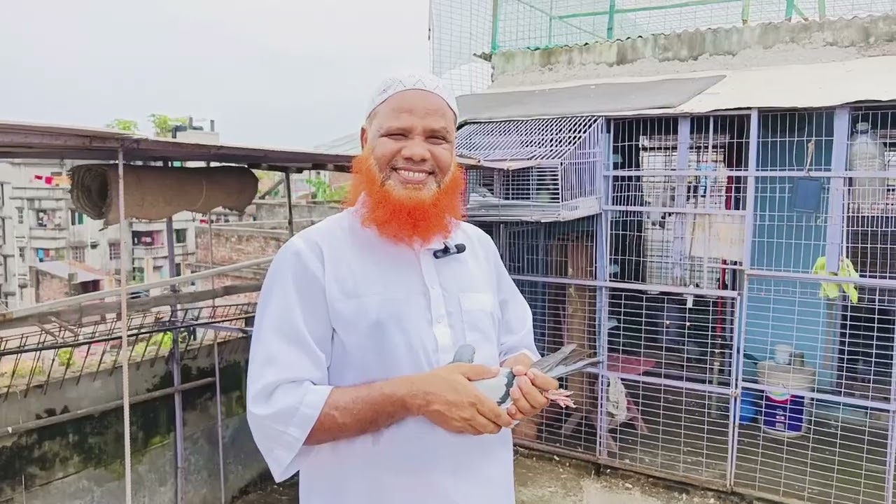 আজ অনেক পুরাতন কবুতর পালনকারী বাসায় গূরে তার লফট পরিদর্শন করলাম ও তার দেওয়া কিছু টিপস জানালাম 