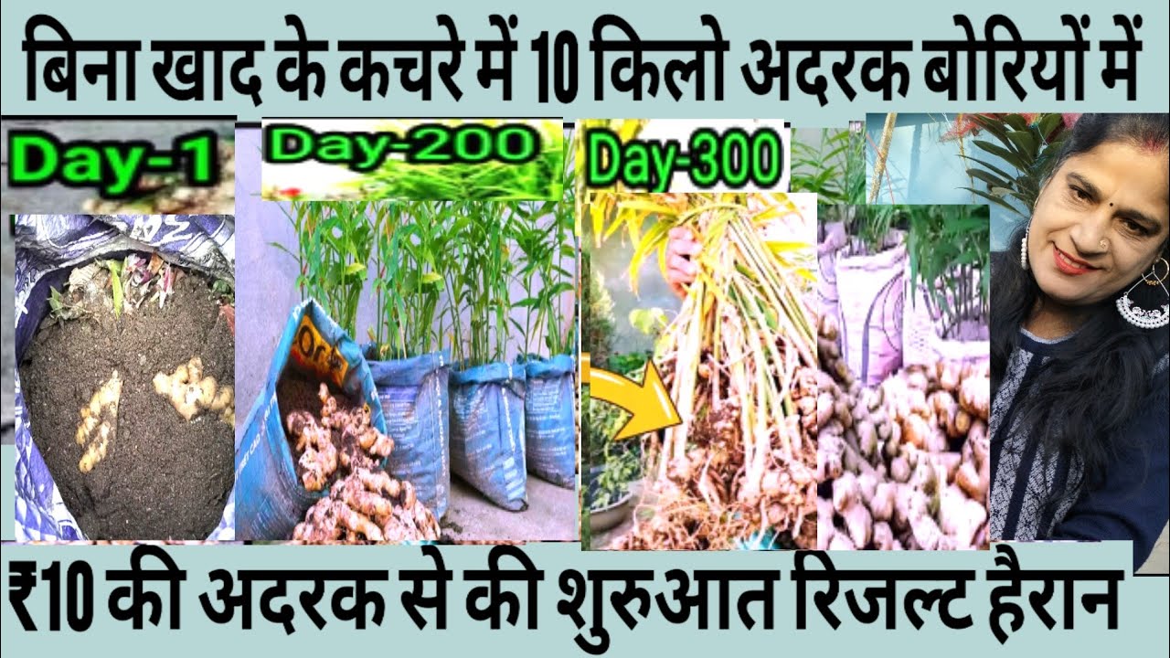 कभी सोचा नही था बिना खाद गमले कचरे मैं इतनी सारी अदरक फ्रीकी बोरियों में निकलेगी10किलो चार टुकड़े से