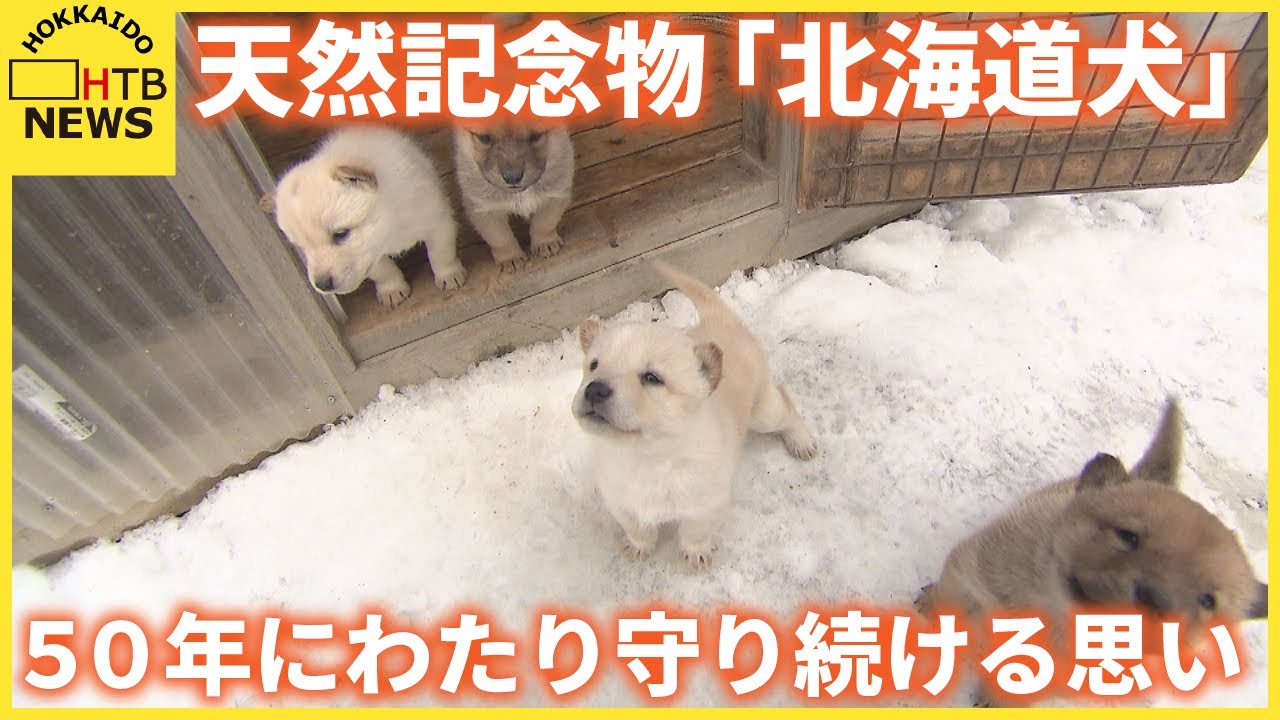 ４匹の子犬誕生　かつてはアイヌ民族の狩猟犬　天然記念物「北海道犬」を５０年にわたり守り続ける思い