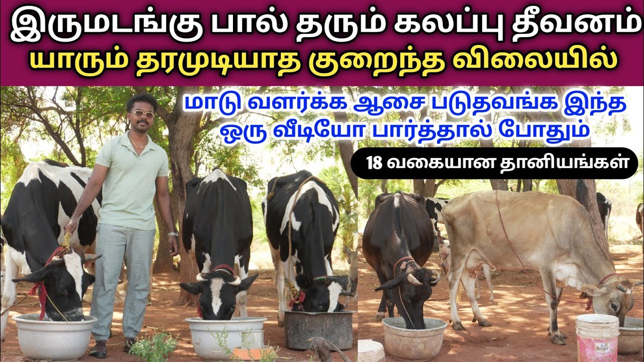 தரமான மாட்டு தீவனம் தமிழ்நாடு முழுவதும் அனுப்பப்படும் | Organic dairy Feed | அடர் தீவனம் 