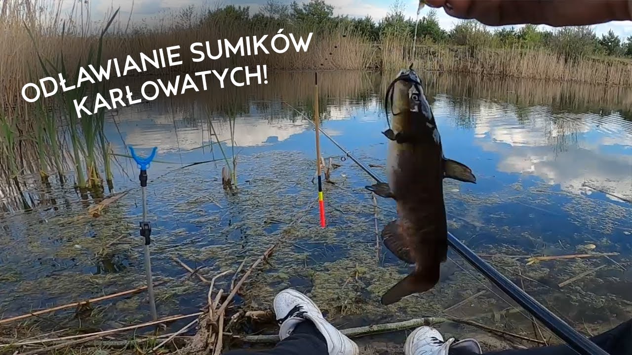 ODŁAWIANIE SUMIKÓW KARŁOWATYCH!