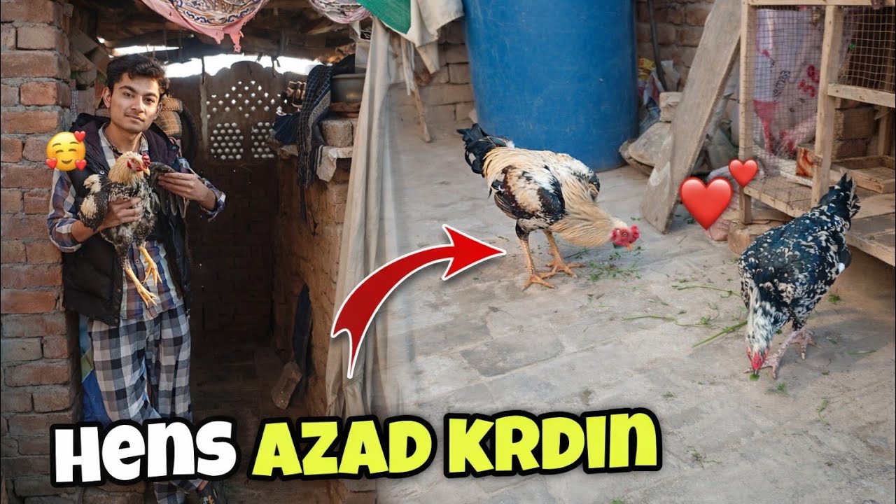 Apni new hens KO aj pehli bar Azad chorh diya😍😍