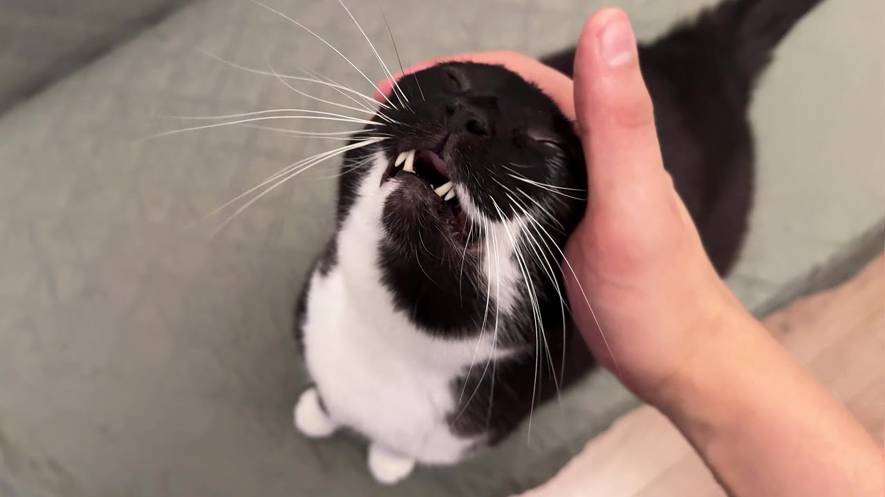 Big boi loves dynamic head rubs