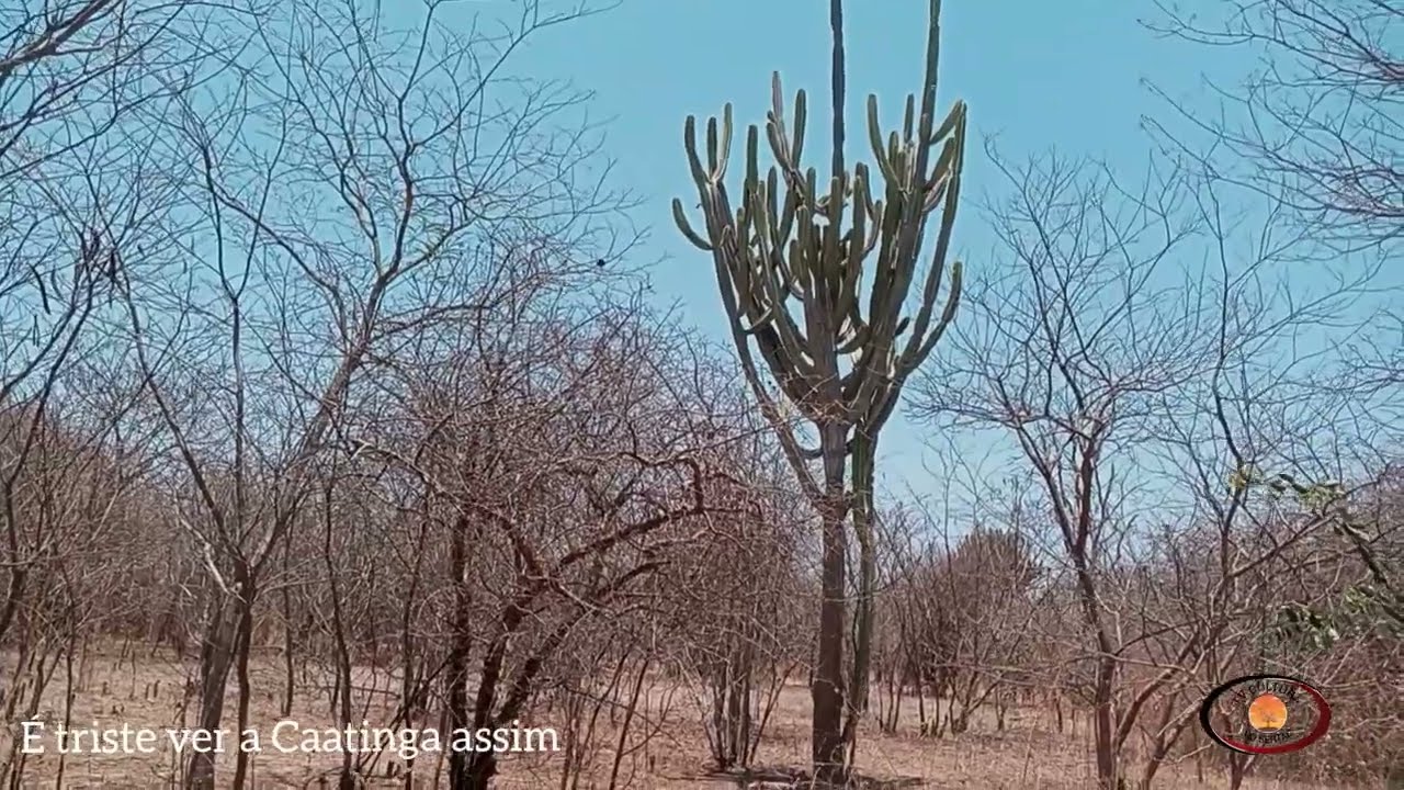 É Triste ver a Caatinga Assim Seca, Região de Irecê Bahia