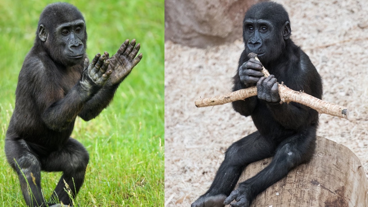 Ajabu: The Miracle Gorilla That Stole Our Hearts