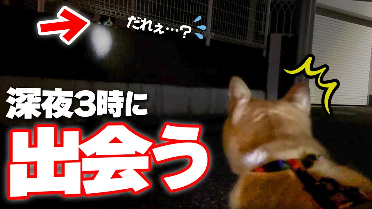 散歩中にロビンが野良猫に向かって突撃してしまいました…！