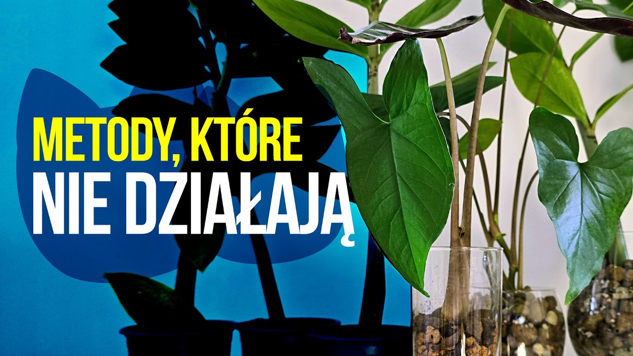 Ukorzenianie, które mi nie wyszło - zobacz efekty!