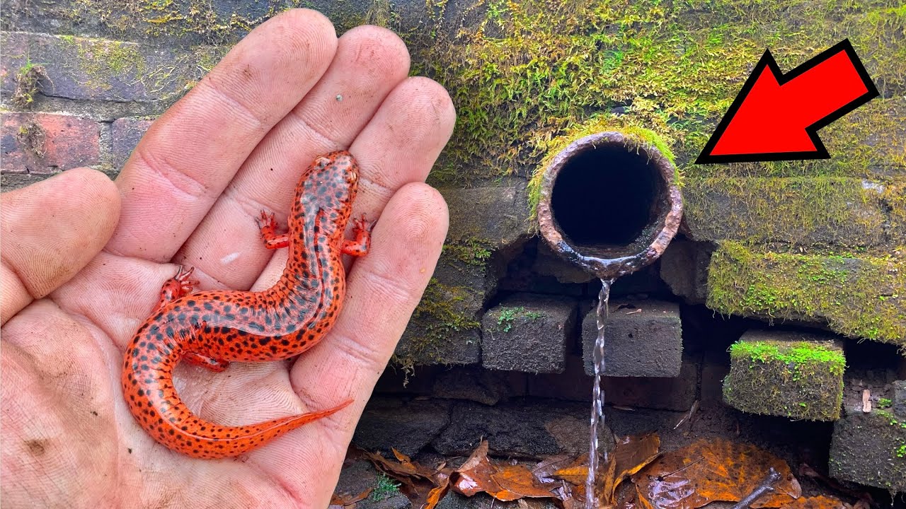 How Many Red Salamanders Can I Find In a Day?