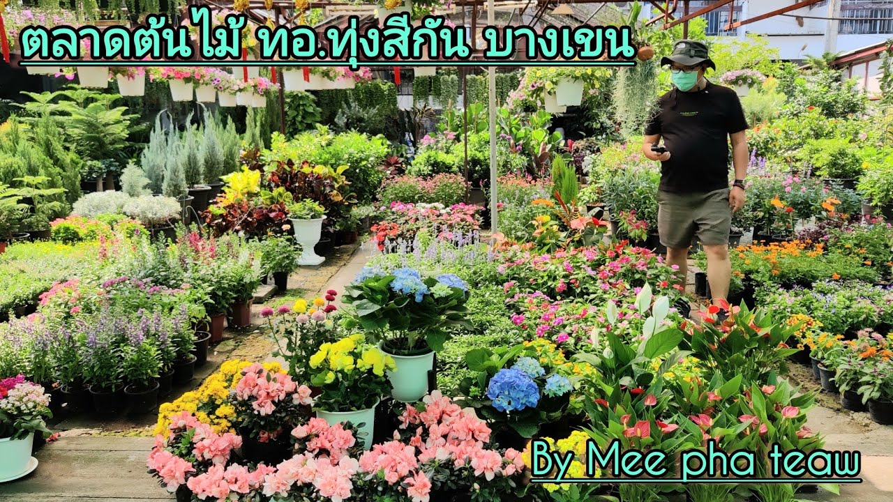 ตลาดต้นไม้ ทอ ทุ่งสีกัน ร้านค้าดี ต้นไม้เยอะ แถมราคาดี#Mee pha teaw#ตลาดต้นไม้ ทอ.