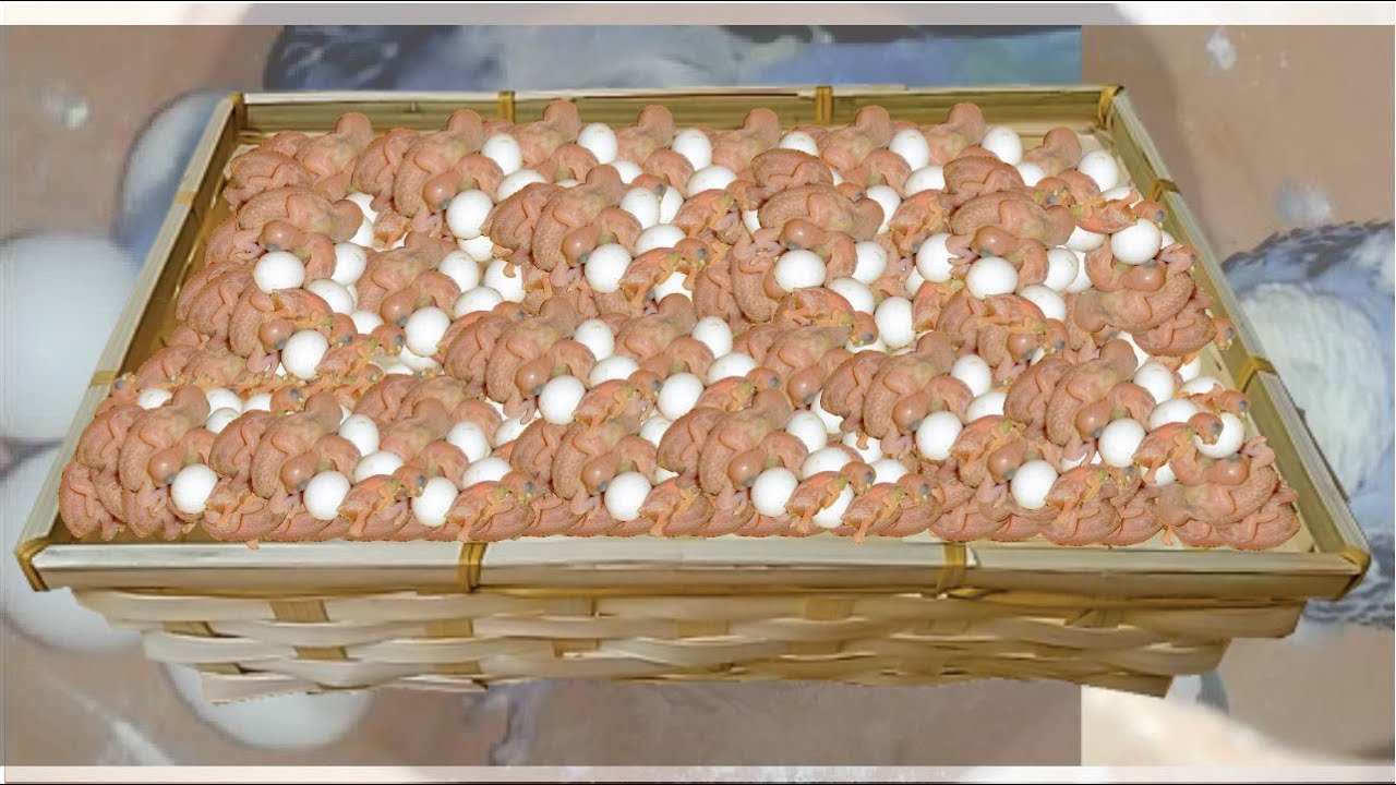 Blue Pied Budgie Eggs Hatching Started Extended