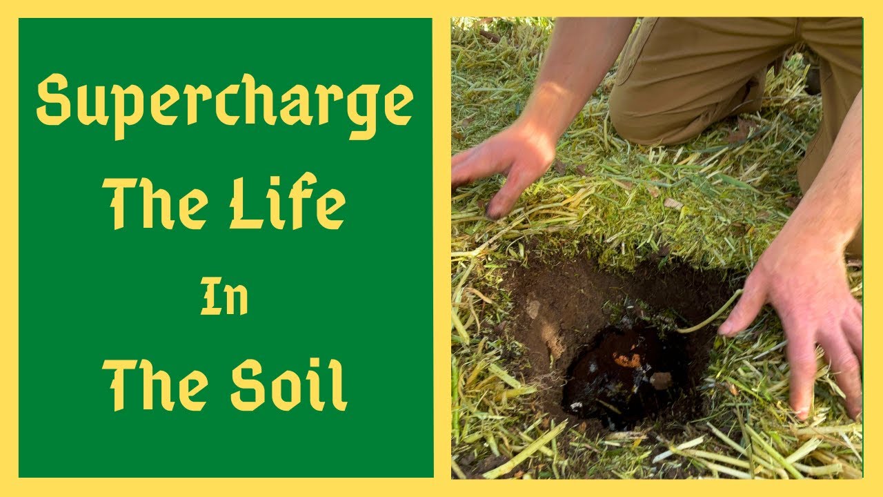 Положите ЭТО в посадочную яму, чтобы получить крупные растения и большой урожай