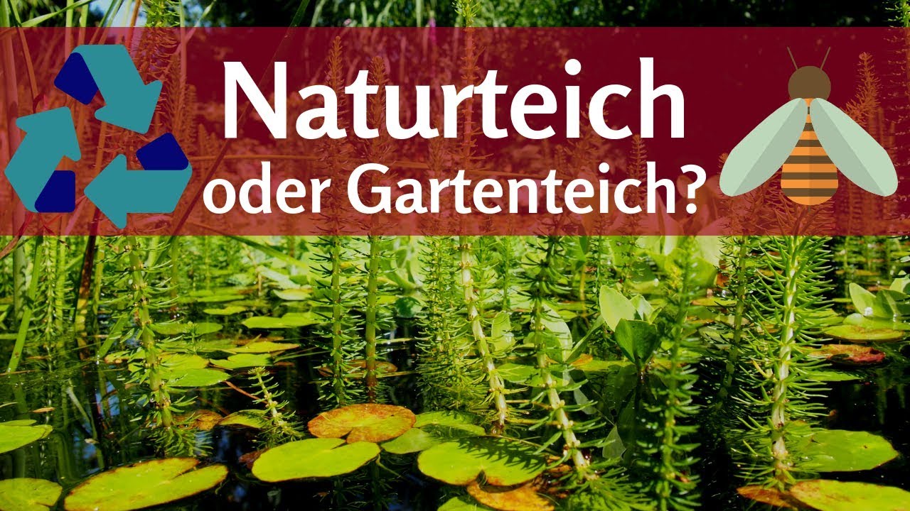 Naturteich oder Gartenteich? Kreislauf und Kapillarsperre bei Teichen