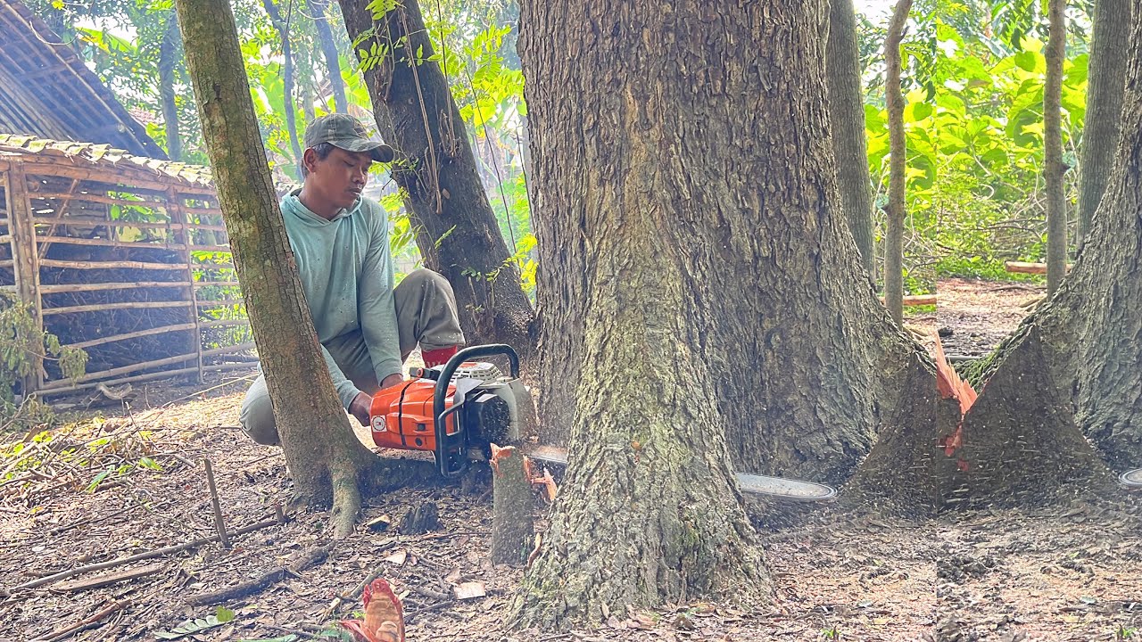 Fast & Easy !! Cut down 3 trembesi trees, Stihl ms 881 chainsaw.