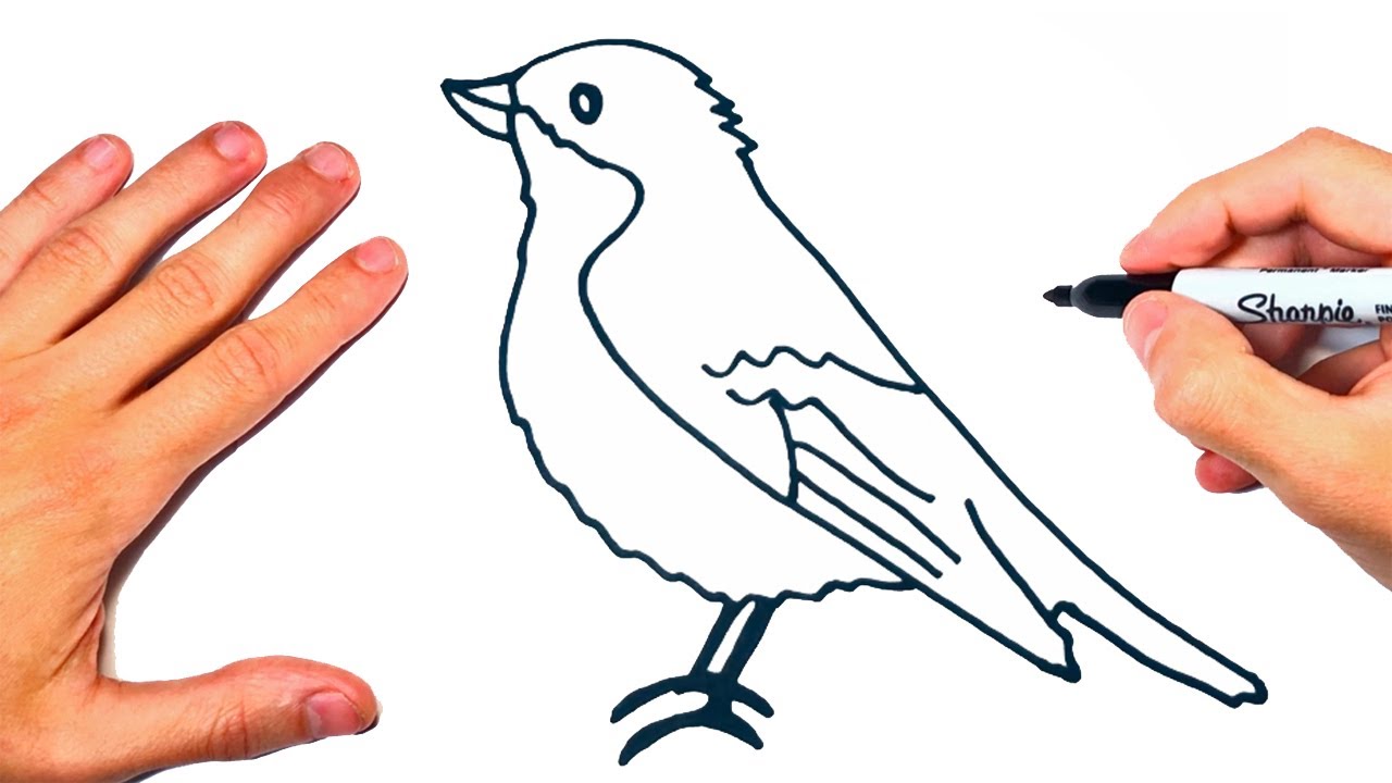 Cómo dibujar un Pajaro Fácilmente | Dibujo de Pajaro