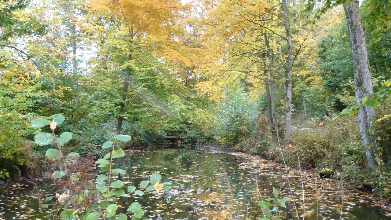 Die Rombachteiche / Taunus