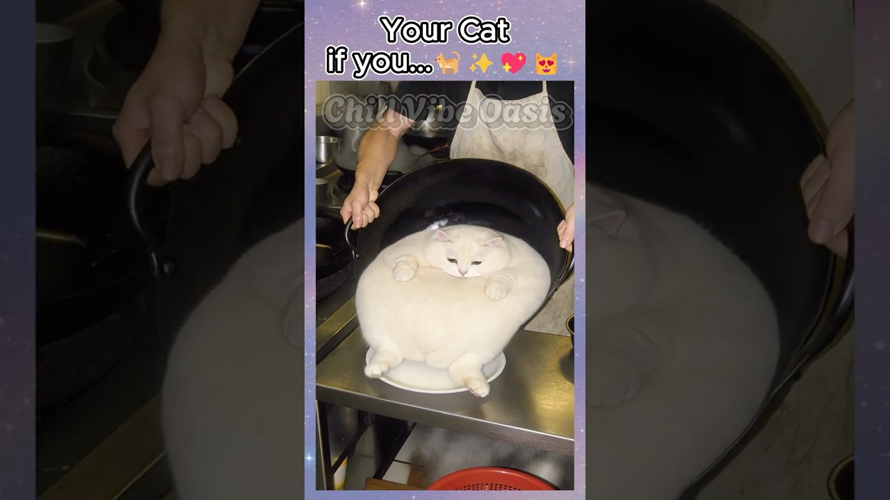 Choose Your Cat 🐈💖😻 #aesthetic #cat #kittens #cute #trending #viral #shorts #fyp #satisfying