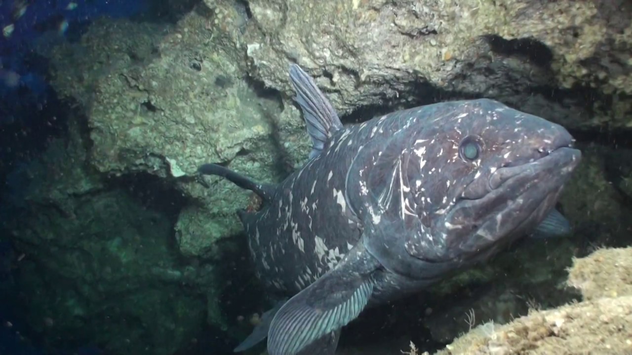 Diving With Coelacanths