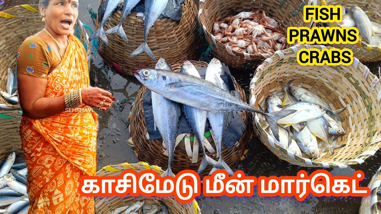 மீன் ஏலம் விடும் நேரடி காட்சி |காசிமெடு மீன் சந்தை |KASIMEDU MEEN ELAM | KASIMEDU FISH MARKET TODAY 