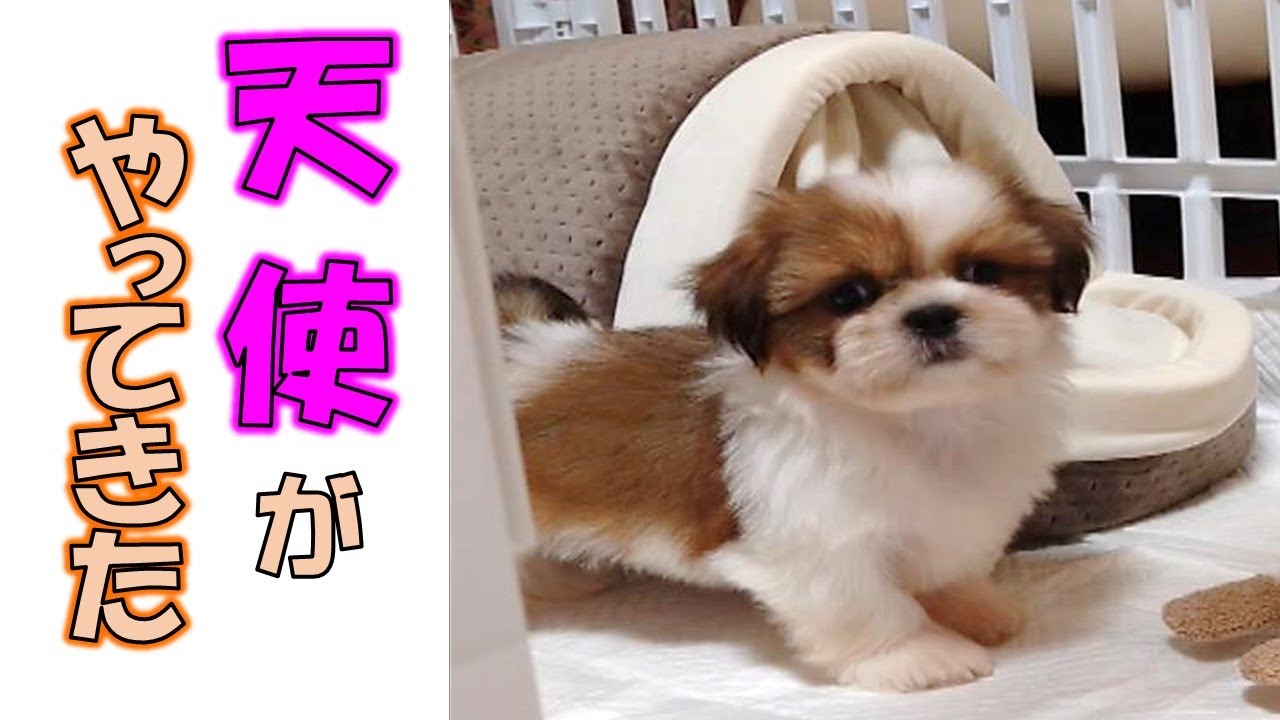 【子犬がやってきた！】(シーズー)