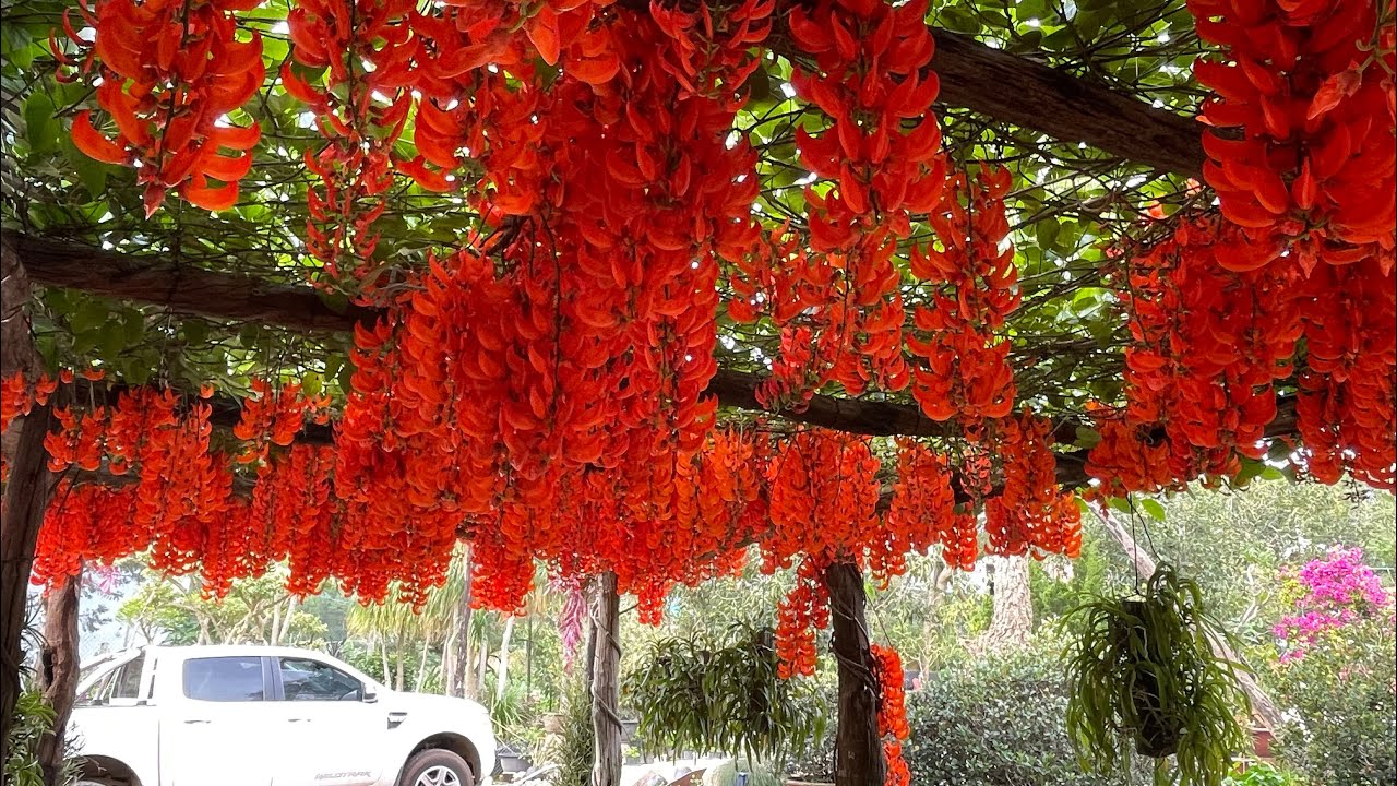HOA MÓNG CỌP ĐỎ Ở VỪƠN ĐÀ LẠT TIẾP TỤC TRỔ HOA RỰC RỠ SAU MÙA HOA THÁNG 6 . Ngày 28/8/2025
