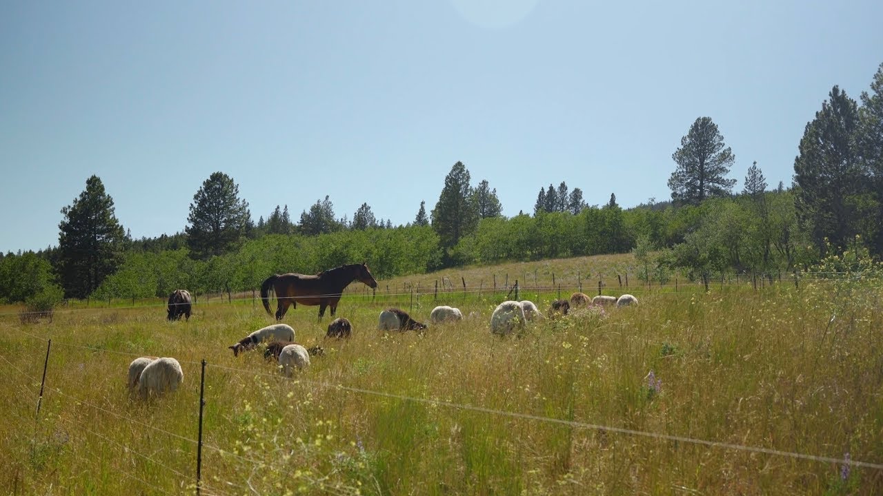 Rotational Grazing as a Tool in Climate Change Adaption | BCCAF